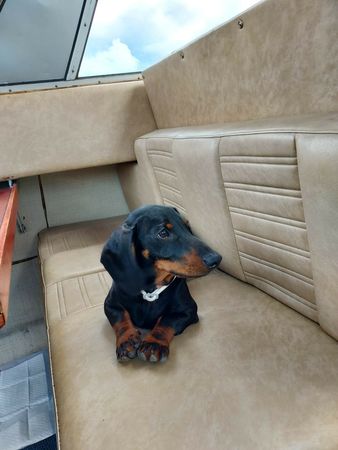 Flipper 850 | Elwiira