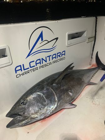 Polymade 780 | Alcantara