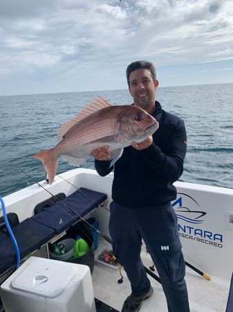 Polymade 780 | Alcantara