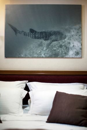 Custom Built 108 | Conte Max