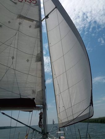 Janmor 28 | Palomino