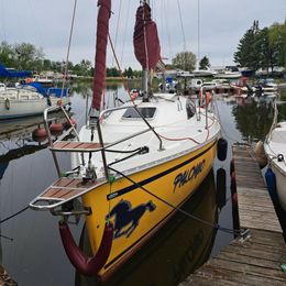 Janmor 28 | Palomino