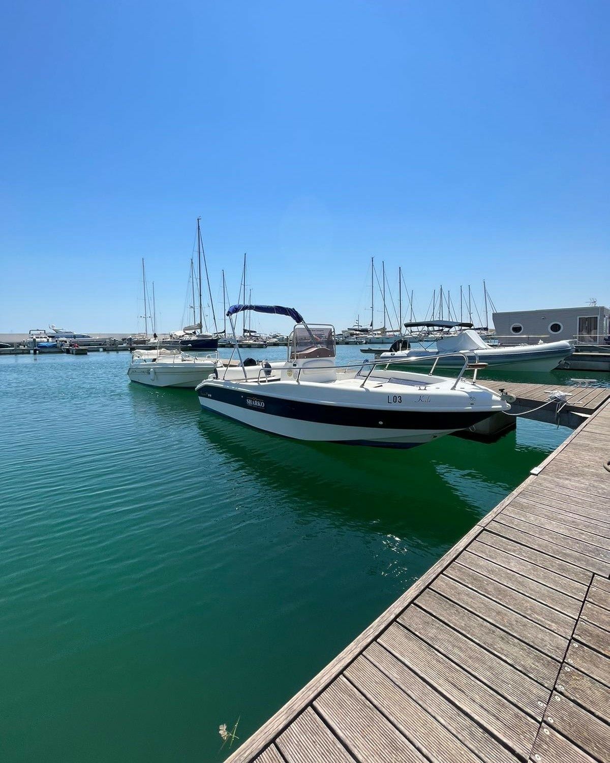 Blu and Blu Sharko 19 | Kale