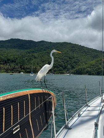 Delta 45 | M.C. Daud