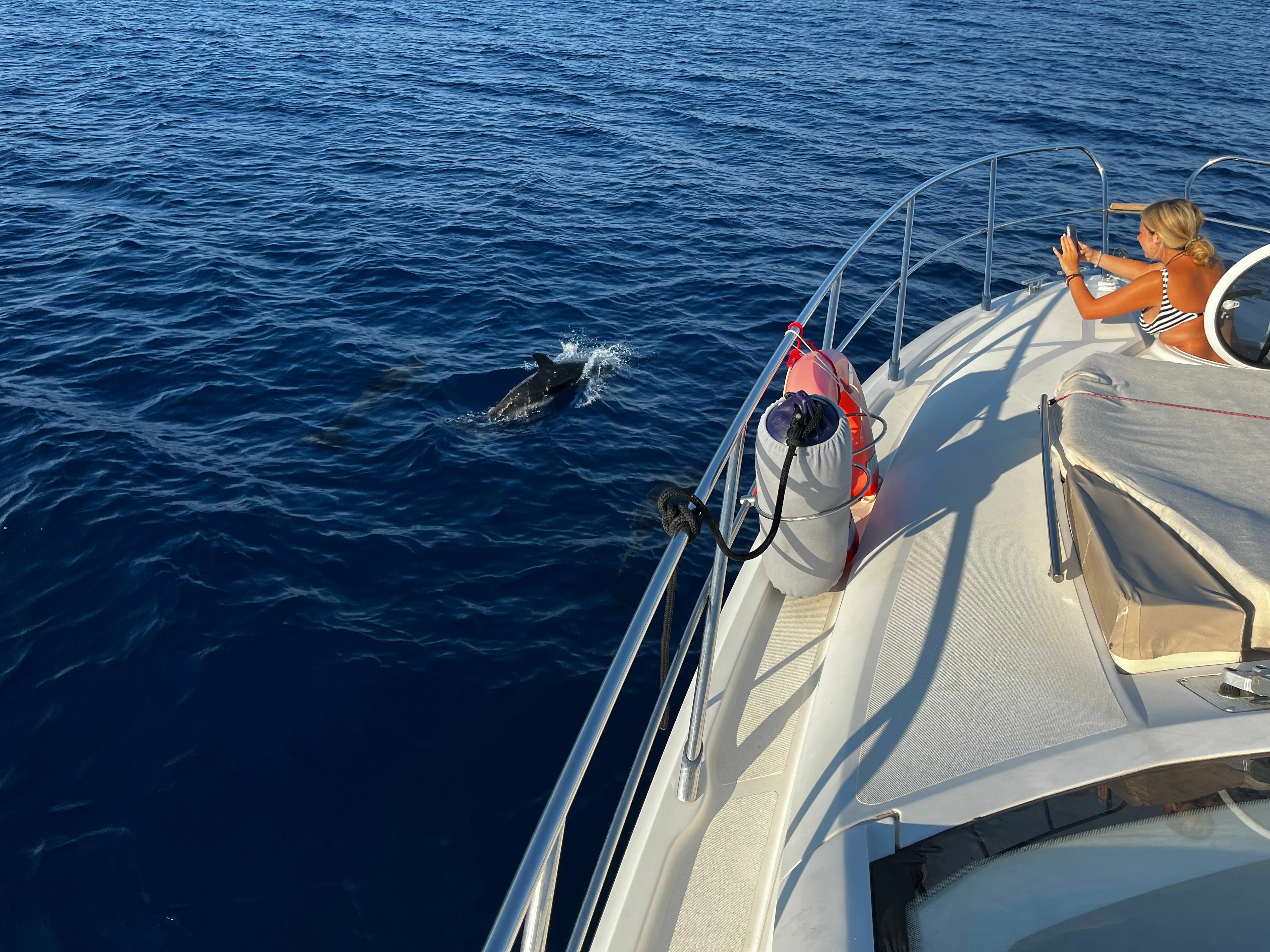 Sessa C43 | Aljack Sparrow