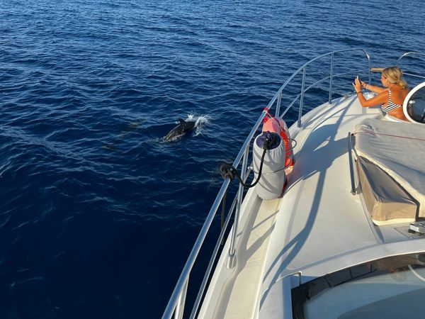 Sessa C43 | Aljack Sparrow