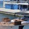 Custom Built 59 | Sea Hawk