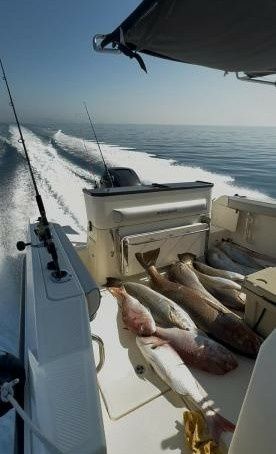 Quicksilver 805 | Terapia