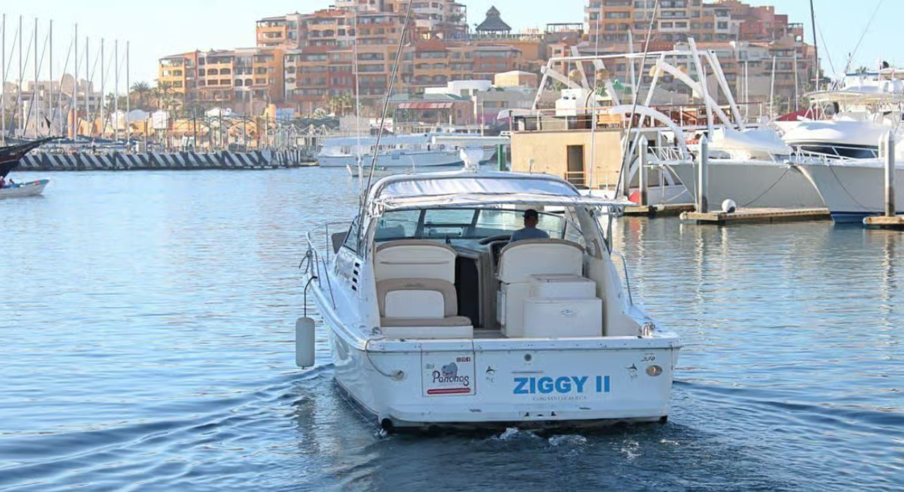 Sea Ray 330 | Ziggy 2