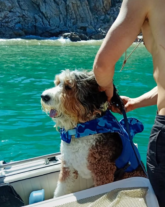 Sea Ray 290 | Mr. Bombastic