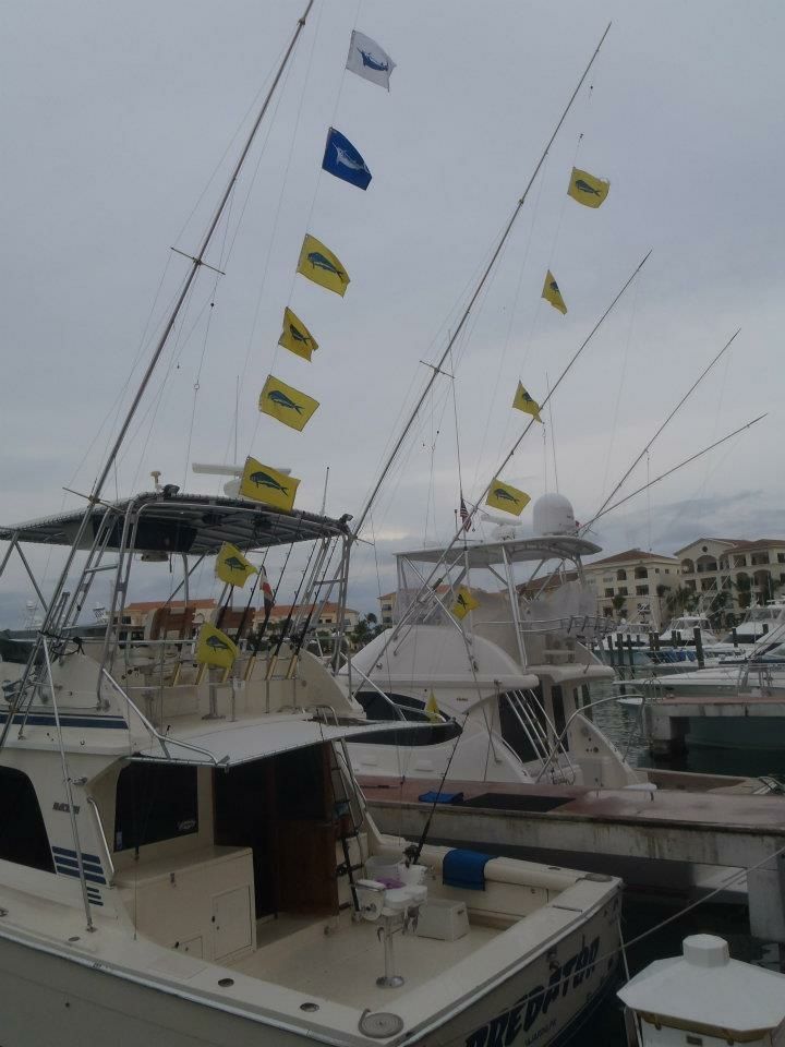 Black Fin 38 | Predator