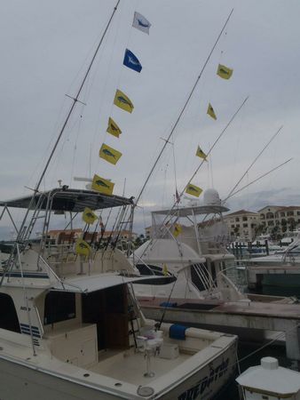 Black Fin 38 | Predator