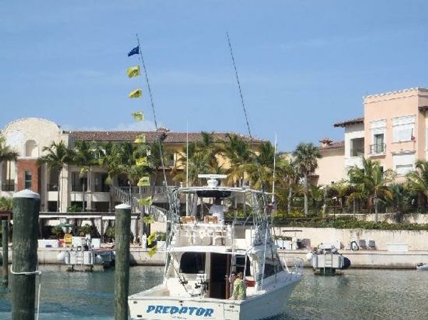 Black Fin 38 | Predator