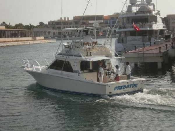 Black Fin 38 | Predator