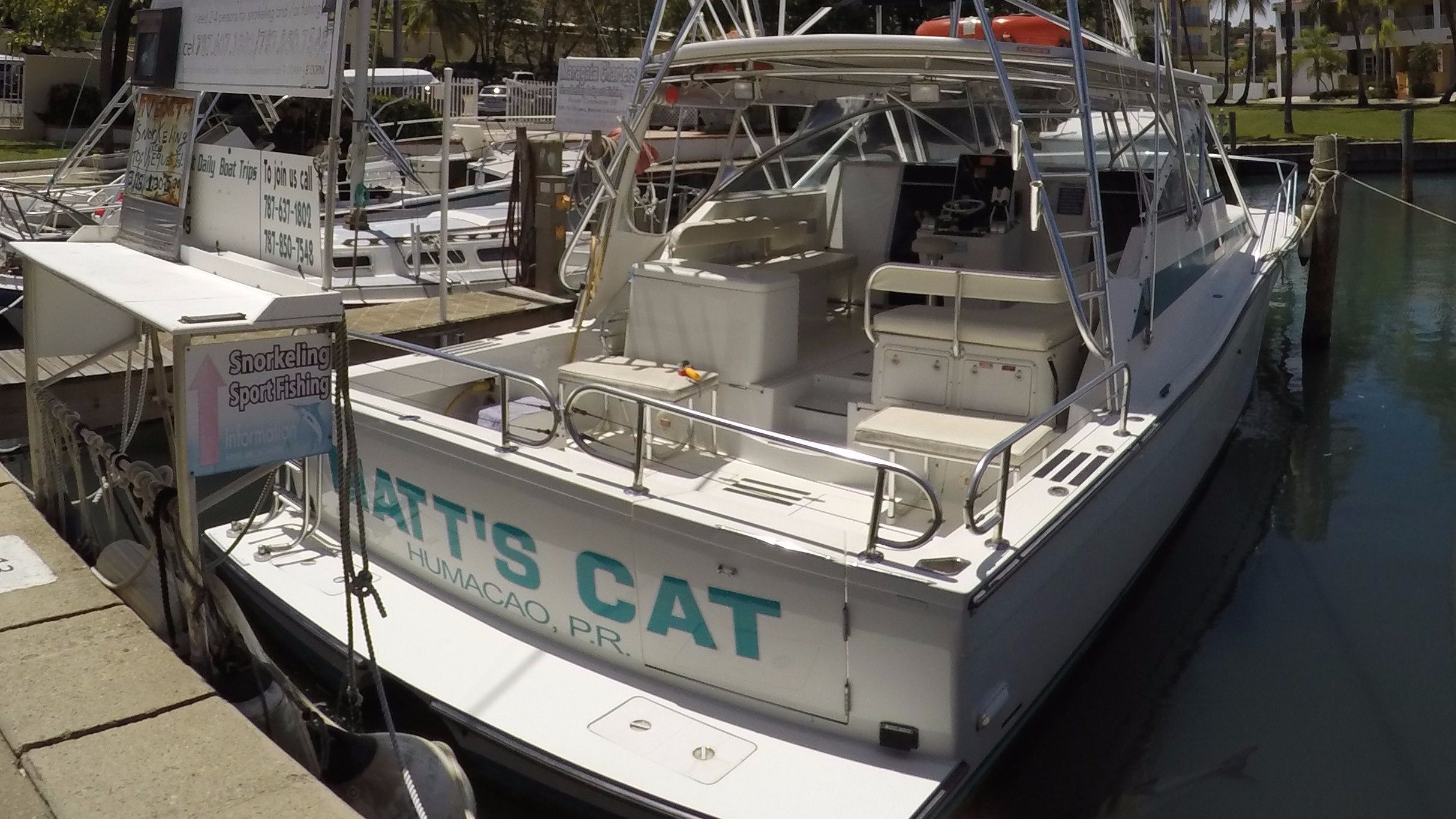 Benchmark 38 | Matt's Cat