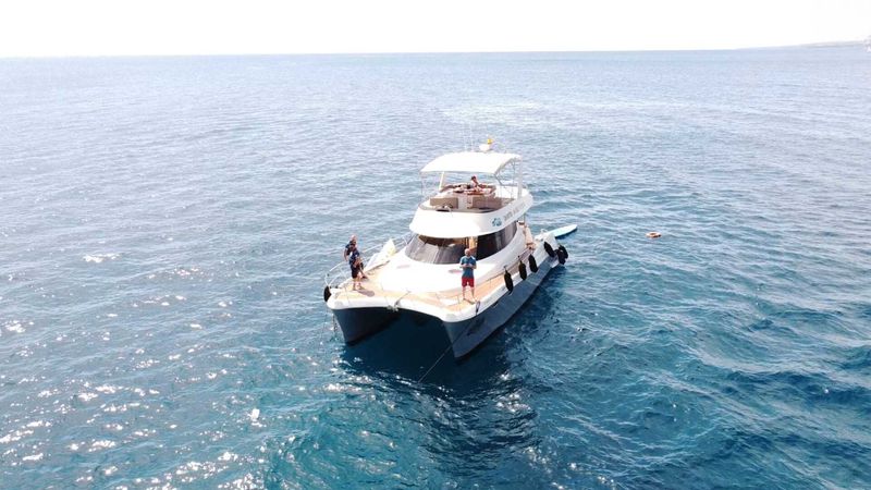 Flash Cat 43 | Little Mia