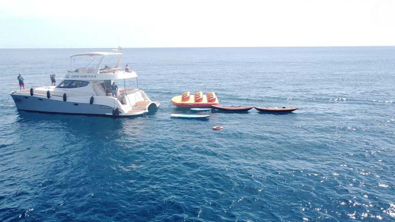 Flash Cat 43 | Little Mia