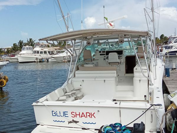 Cabo 40 | Blue Shark