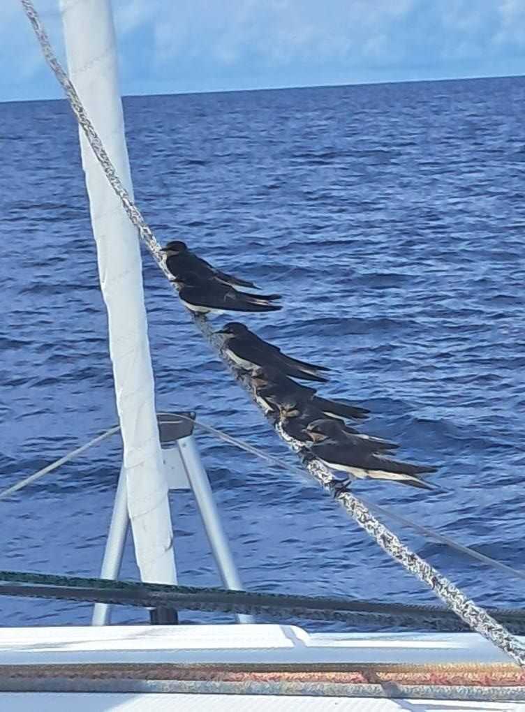 Fountaine Pajot New 41 | Carpe Diem