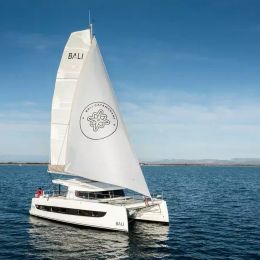 Bali Catsmart | Nemo