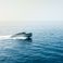 BoatLab Pelagosa 33 | Valeron
