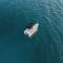 Trygons Redfin 49 | Bolt