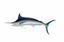 Blue Marlin 3 Gran canaria