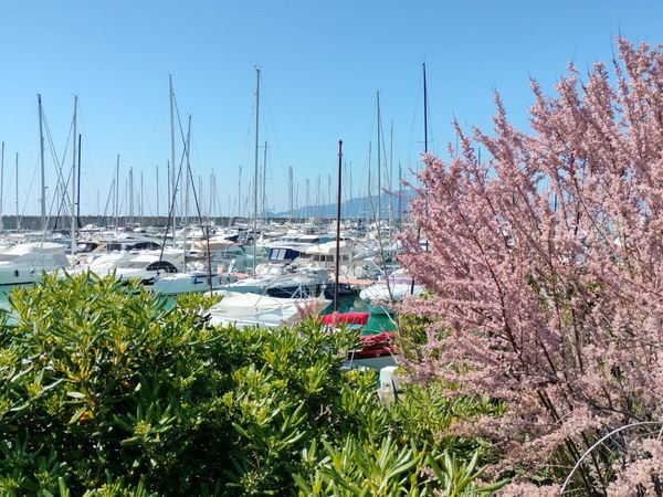 Sessa C43 | Aljack Sparrow